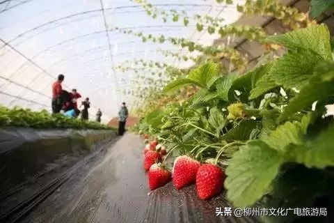 柳州草莓采摘园附近最近地方,柳州附近摘草莓好玩的地方