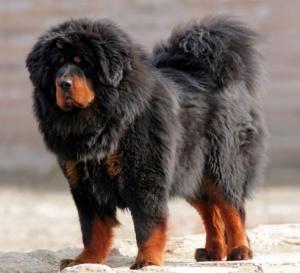 全世界100种名贵狗,世界上46多种名狗图文说明