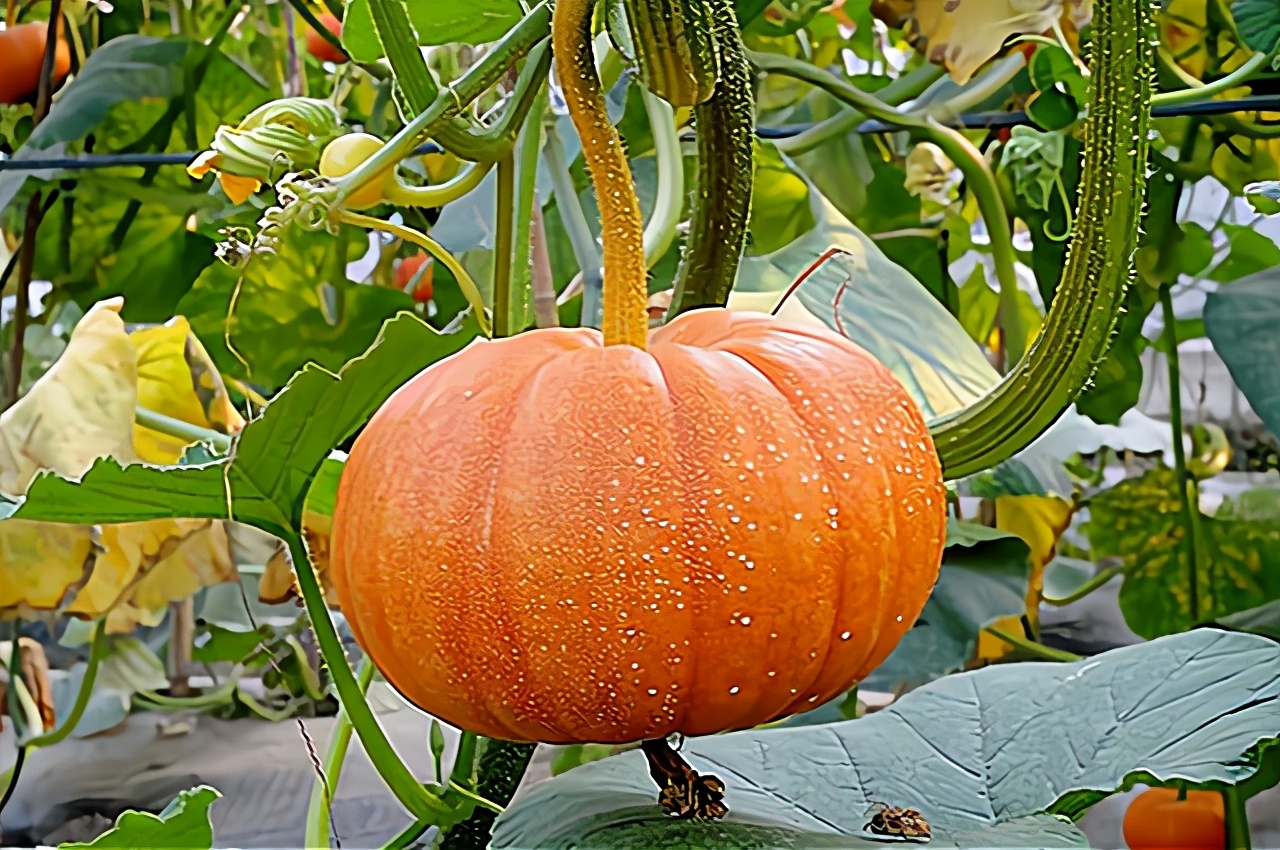 7月份可种的耐热蔬菜,夏天7-8月能种的蔬菜