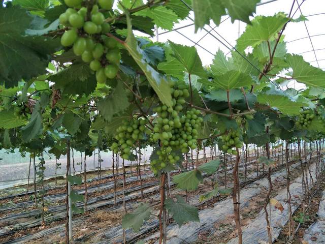 葡萄不够熟怎么办,葡萄增加甜度最佳方法