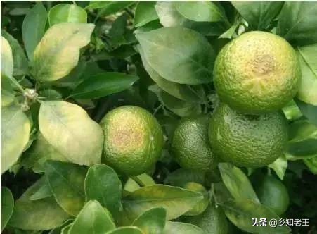 作物缺钼失绿怎么办,瓜类缺钼症的症状