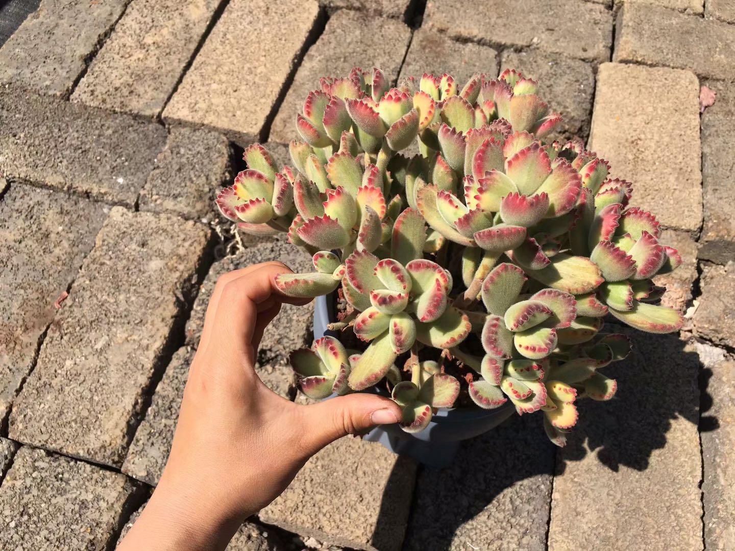 多肉怎么度过夏天,多肉夏季可以安全的度过夏季吗