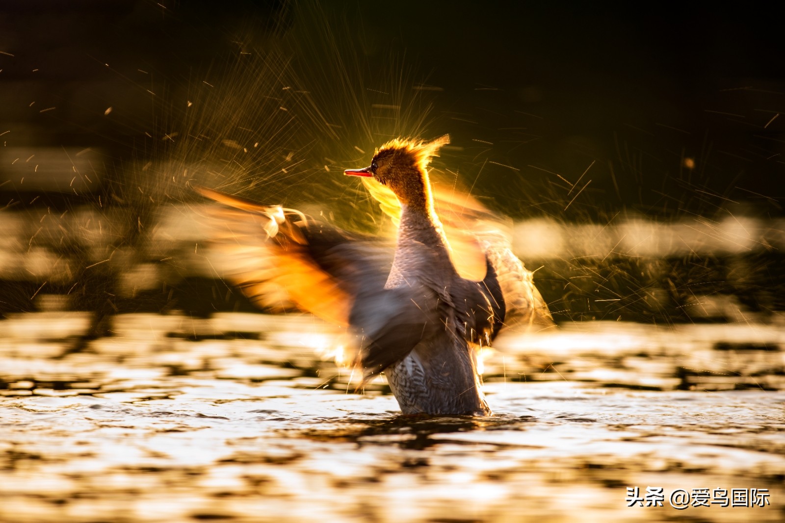 鸟类最好看的照片,100张绝美鸟类图片