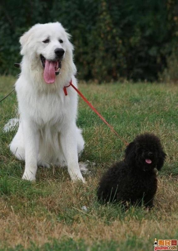 鐙楃嫍澶у叏鍙埍,鍙埍鐨勫皬鐙楃嫍閫佺粰鐖辩嫍浜哄＋