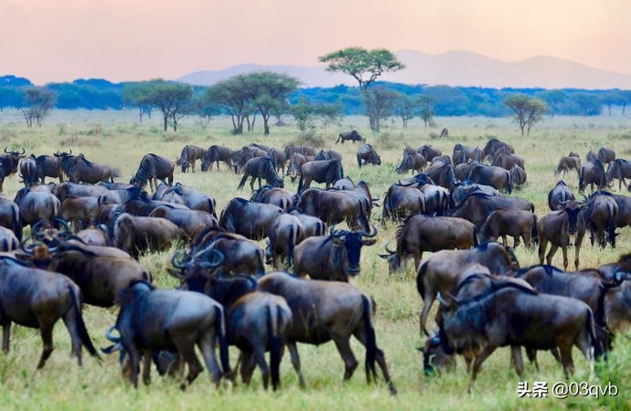 鏈涙棤杈归檯鐨勬捣,鏈涙棤杈归檯