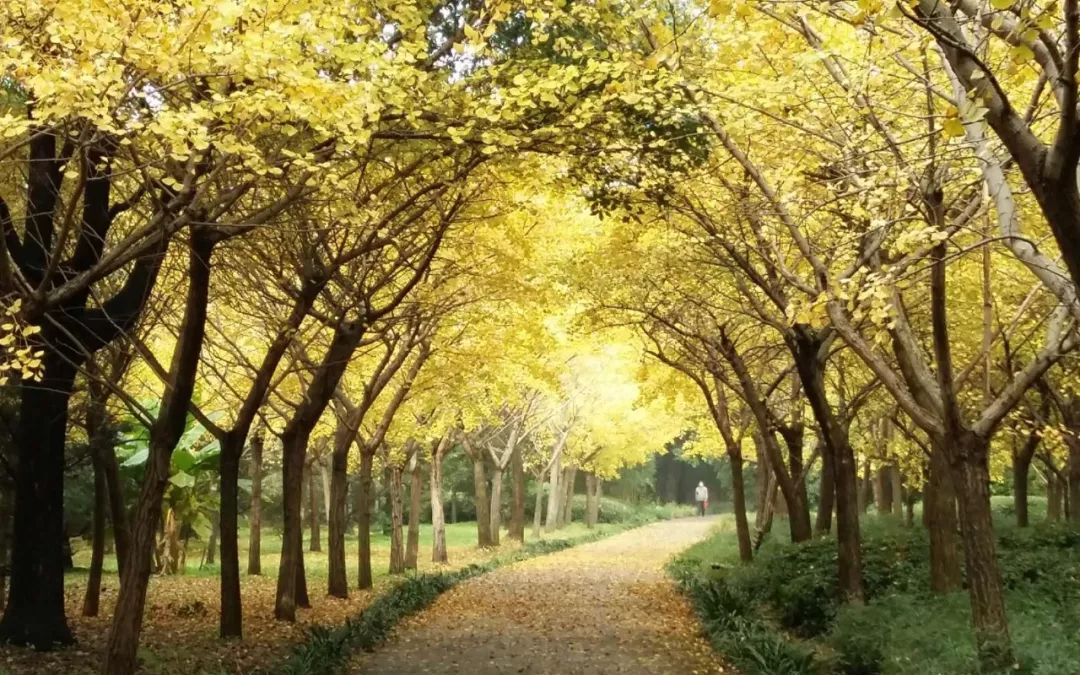 上海银杏叶打卡的地方,上海周边哪里有银杏叶