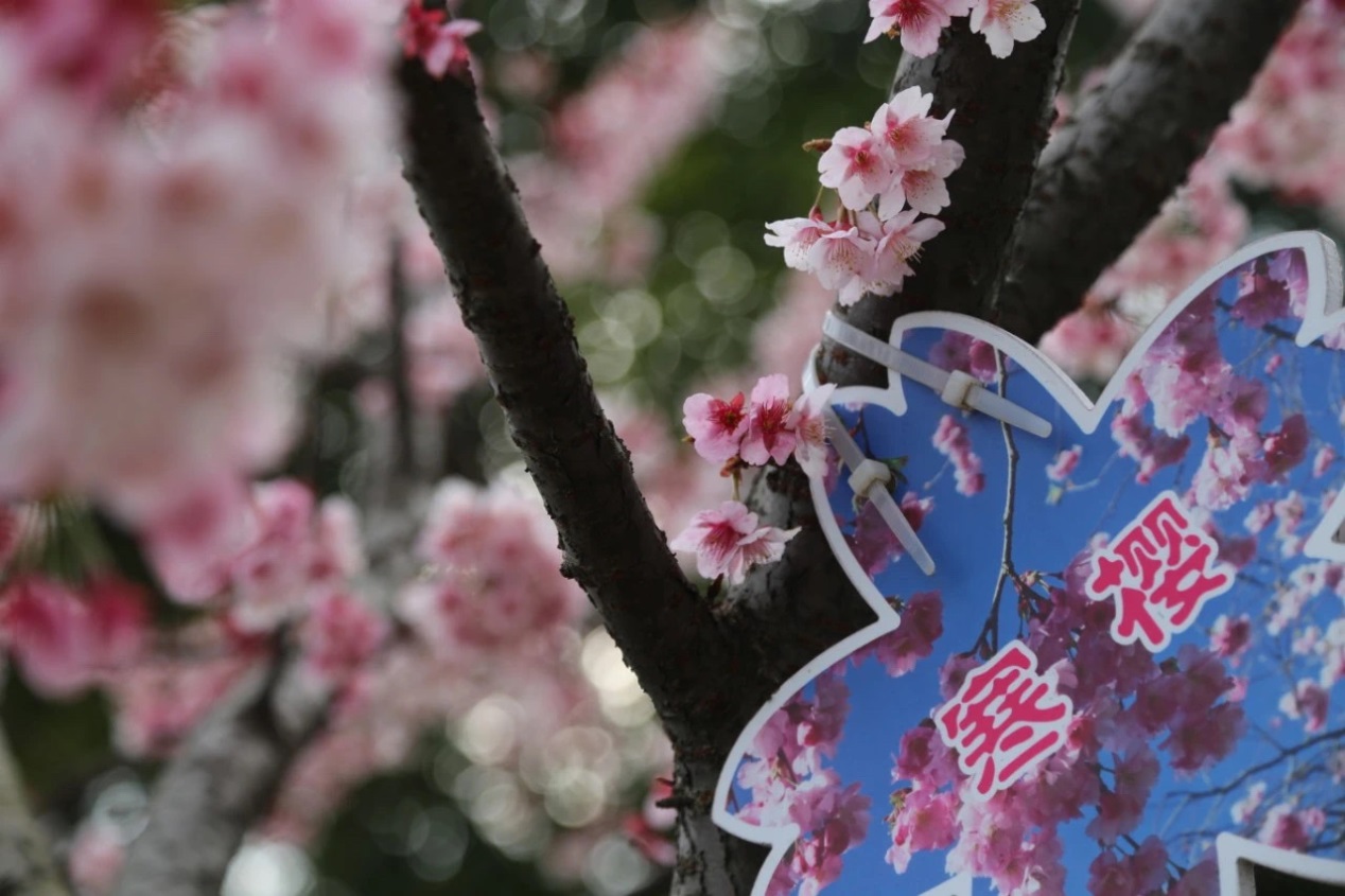 春天必打卡的樱花胜地顾村公园,顾村公园樱花照片视频