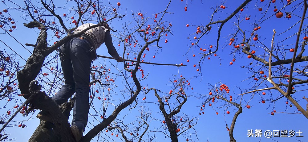 高树上的柿子怎么采摘,柿子在树上摘下来怎么弄才好吃