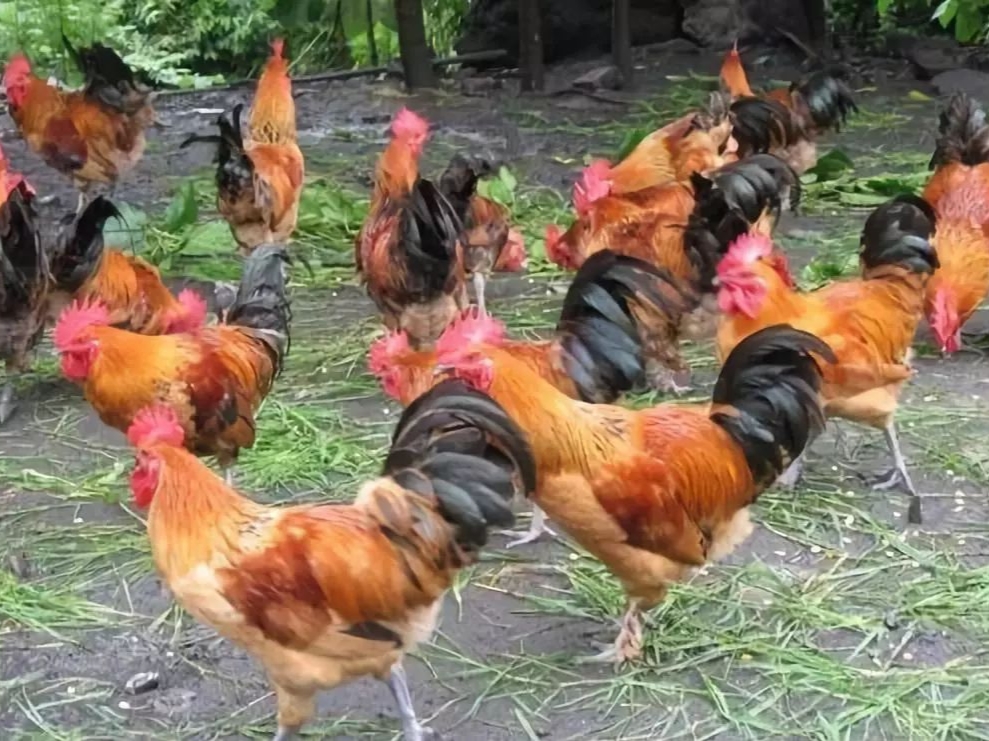 公鸡饲养成本,散养公鸡和笼养公鸡的区别