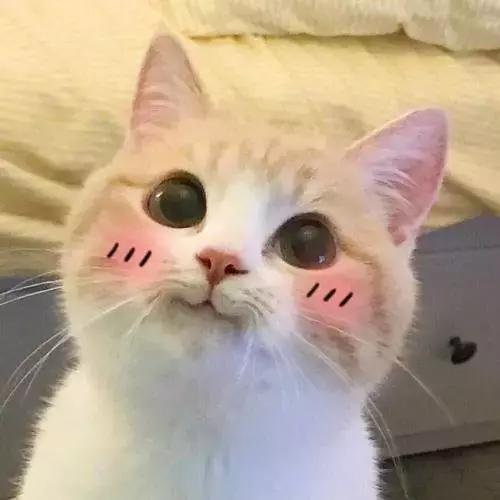 prada包包哪款最火,prada2019年都发布了几款包