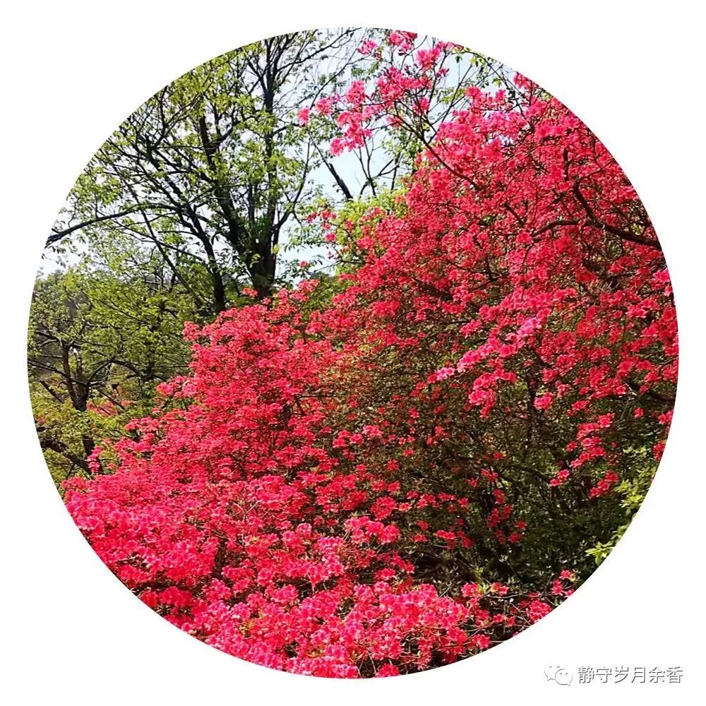 情满龟峰·诗涌花海