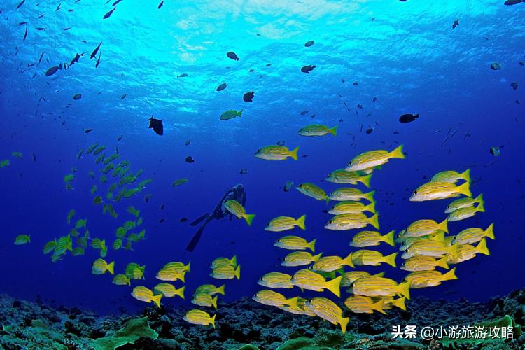 潜水小白必看,潜水圣地三天旅游攻略