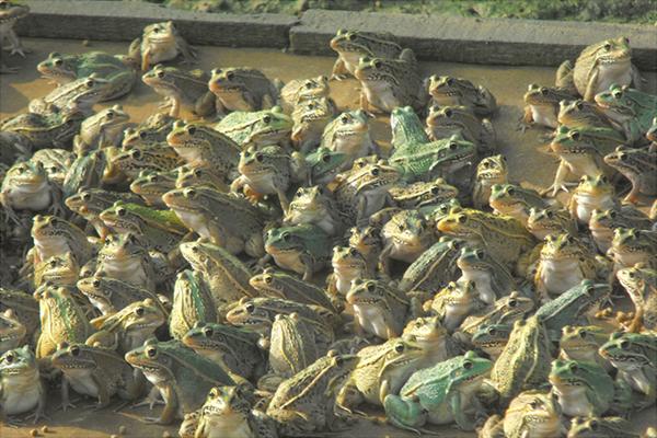 黑斑蛙养殖：养一亩青蛙能赚多少钱？养青蛙的成本和利润？