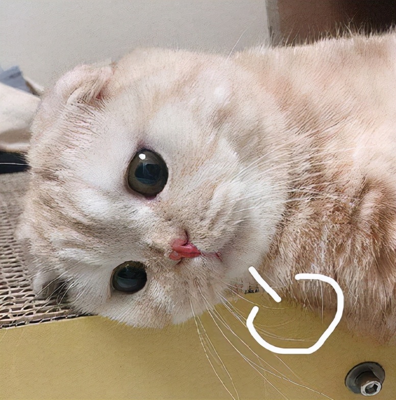 剑三为什么那么多女玩家,剑三的纯阳小公主