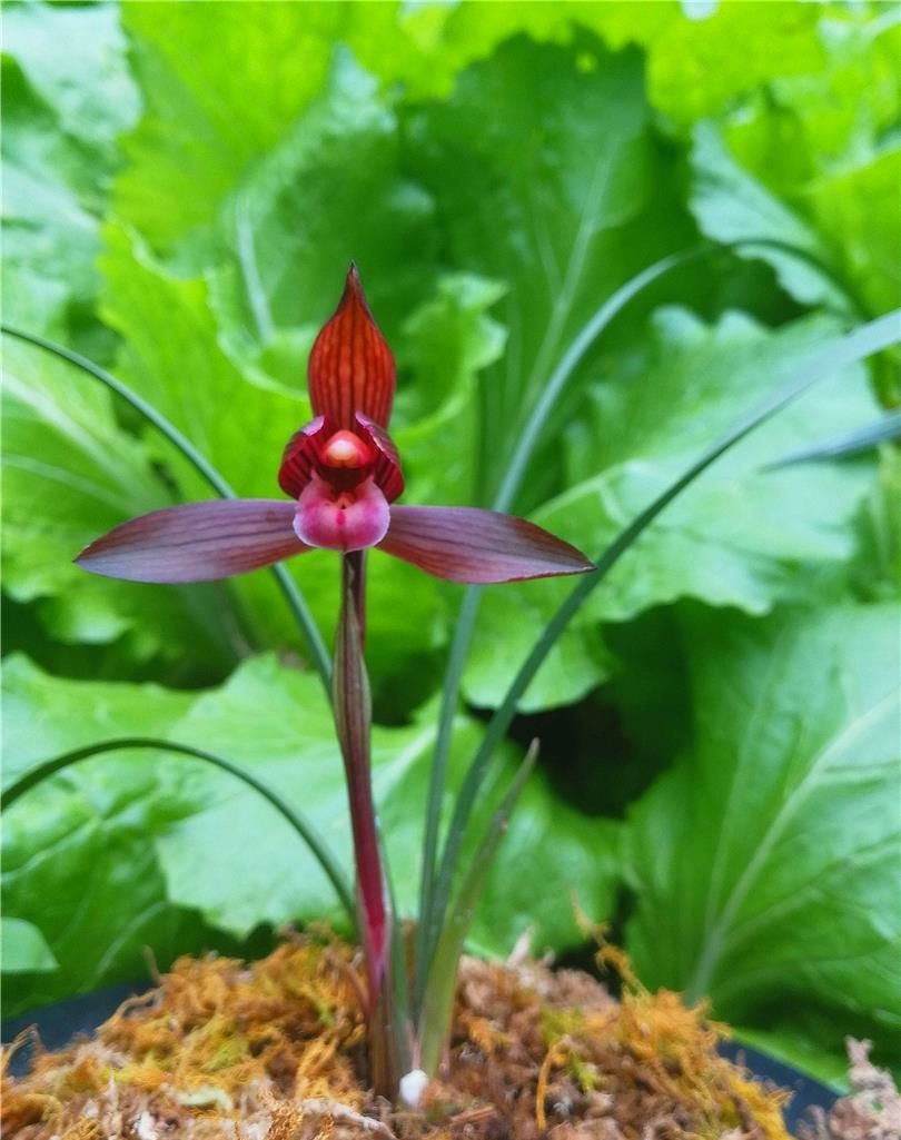 云南红河红兰花,云南红河精品兰花