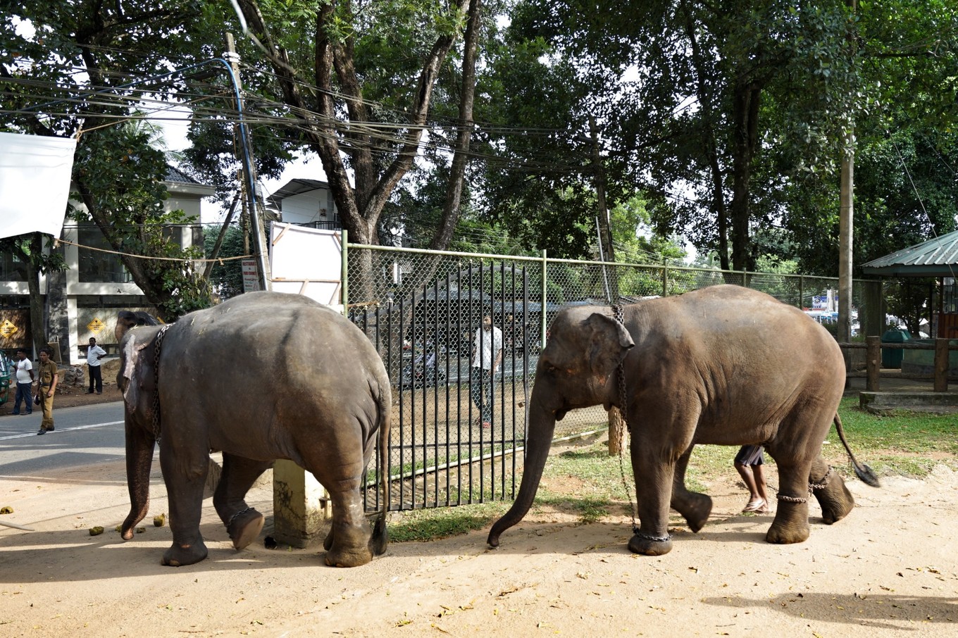 带着甜甜奶茶香的斯里兰卡小环岛之旅+两家安缦全体验