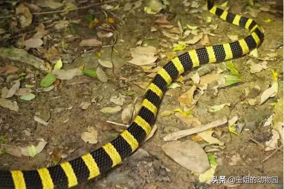 金环蛇是不是比银环蛇稀有,金环蛇到底有多可怕