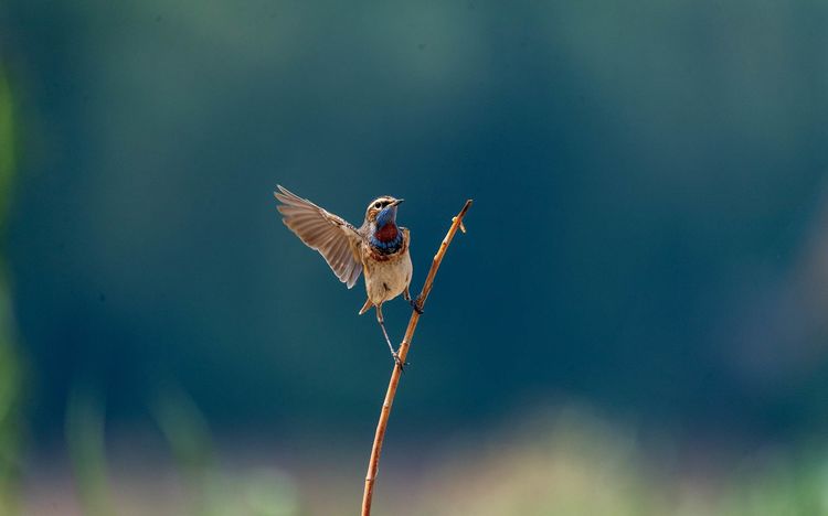 情人岛拍摄地点,情人岛航拍视频