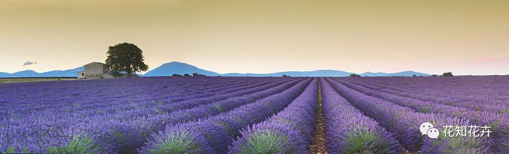 衣草精油真假辨别方法视频,薰衣草真假辨别图解大全