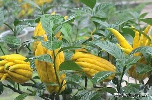 小青柑种植前景,种植佛手柑的经济效益