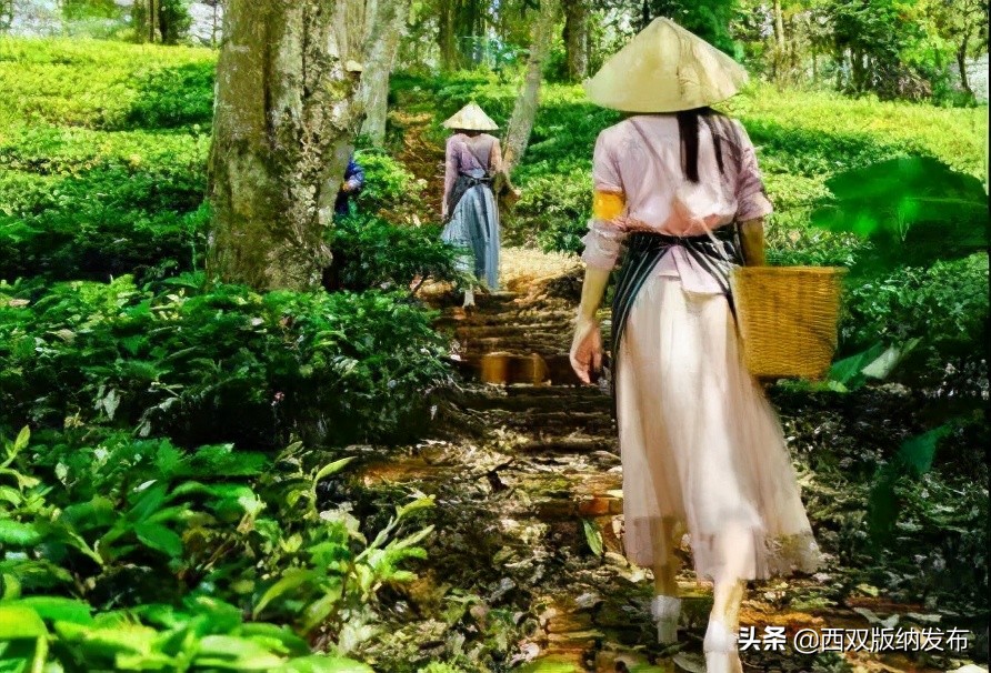 勐海旅游攻略自由行路线图,中国旅游日云南西双版纳