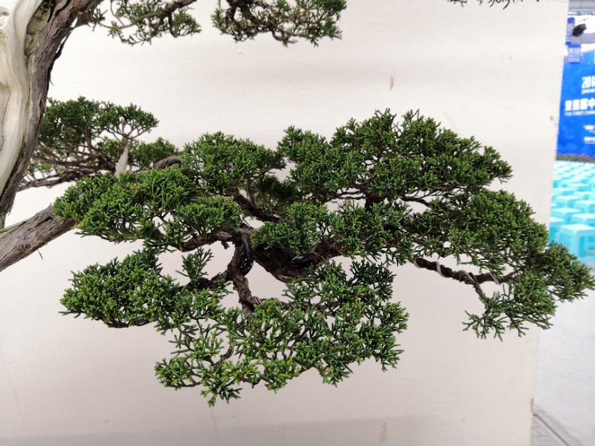 广东清远连州野生黑松采挖 (黑松下山桩初春采挖多久能活)