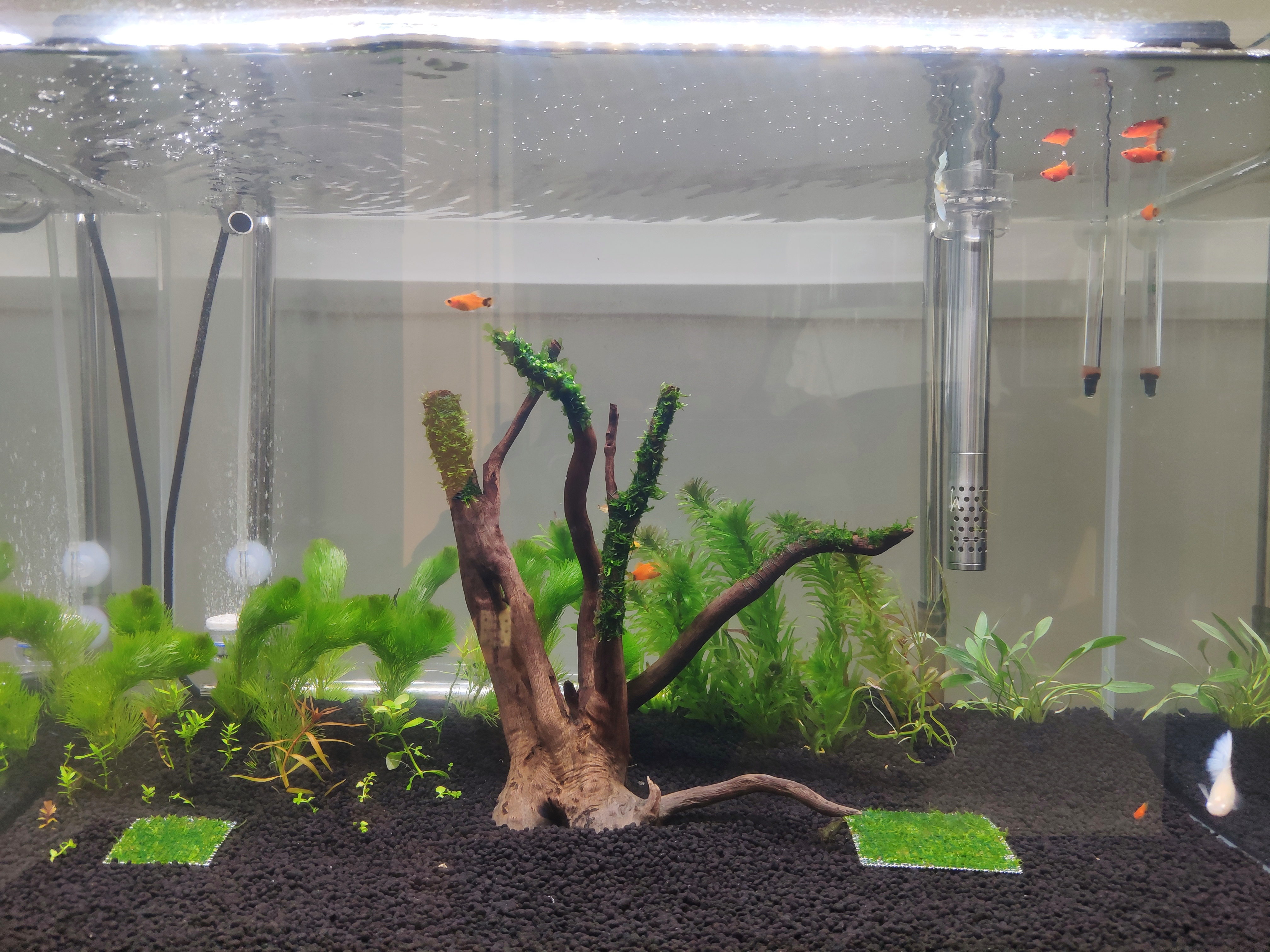 新手养鱼入门基础教程之准备缸,养鱼新手入门拿普通鱼缸养