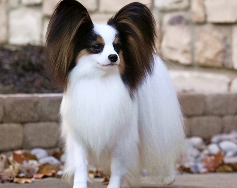 新手养哪种狗狗比较好小型犬,什么狗最好养又听话又粘人小型犬