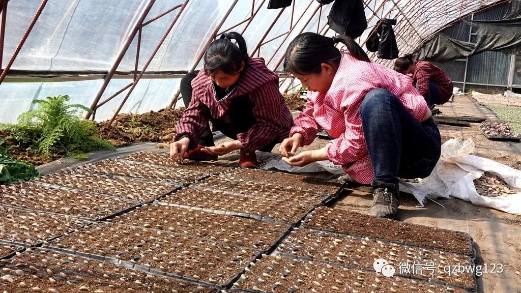 河北曲周多肉植物批发,曲周县西木多肉科技