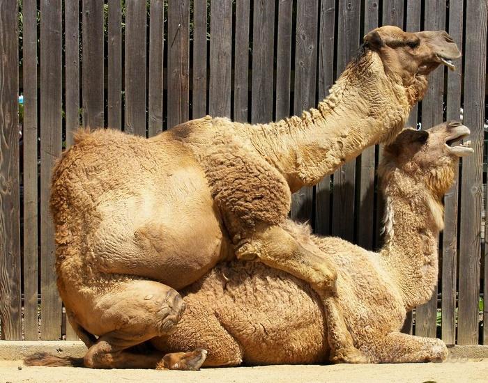 骆驼吃仙人掌难道它不怕有刺吗,骆驼吃直立性仙人掌