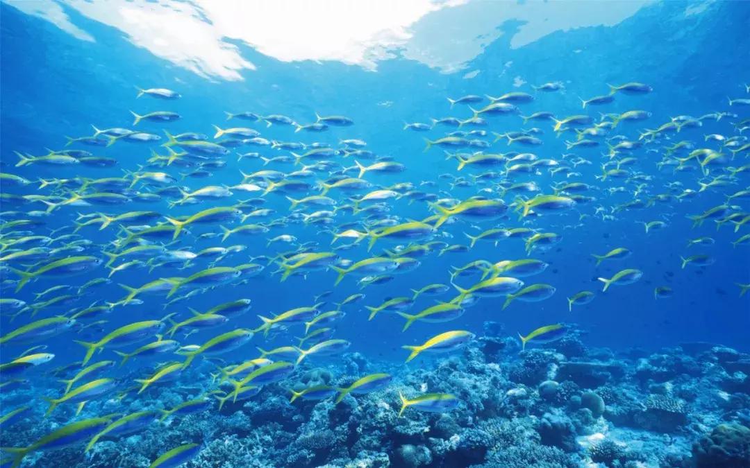 被鱼胶原蛋白骗惨的中国女孩，别再执迷不悟了