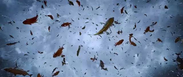 跟它比,黄渤输了