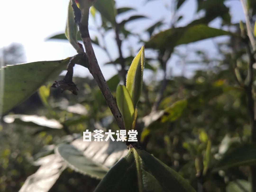 白茶好茶的标准,怎么样的白茶才是好茶