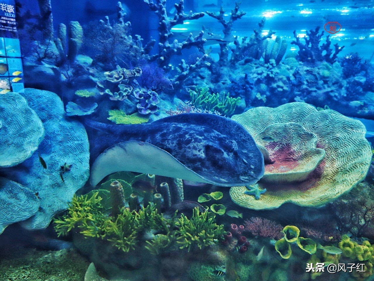 上海新地标丨海昌海洋公园一日游园玩法攻略