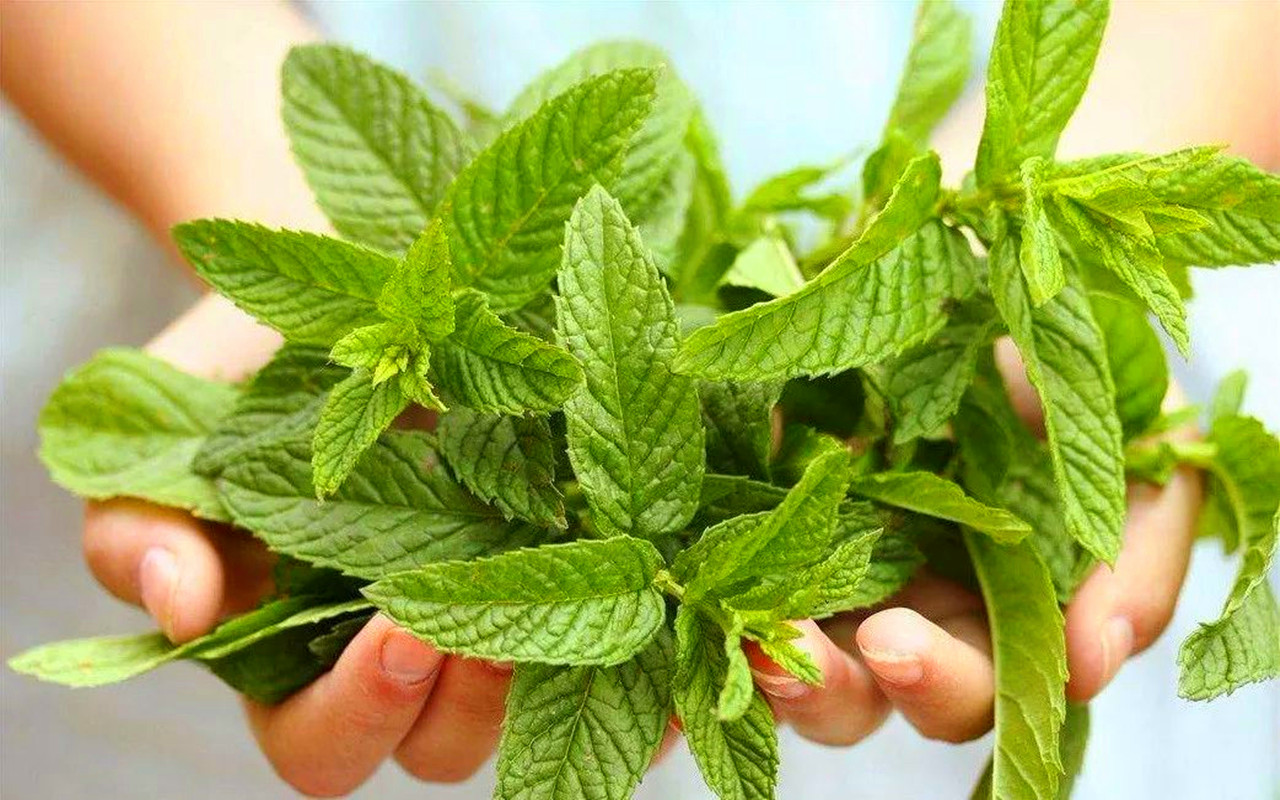 每日一食:薄荷膏,口口留香,清凉爽口,老人孩子都喜欢
