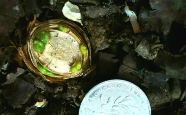 君子兰砍一刀留几公分,君子兰砍了一刀就开花了