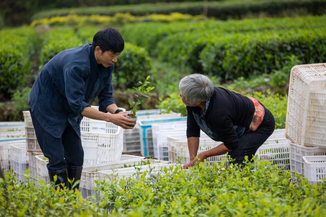 靠一片绿叶带乡亲致富，这位老兵的创业之路太牛了！