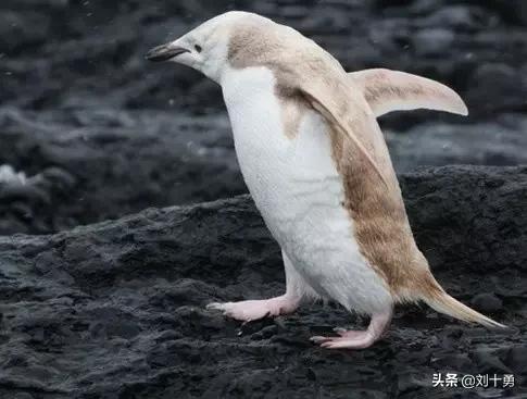罕见动物60种大开眼界,十种罕见动物
