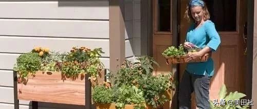 怎么样能纸上种菜,在家种菜可以做什么