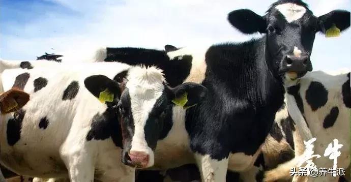 奶牛不受孕便无收益，解决发情揭发率该从何下手？
