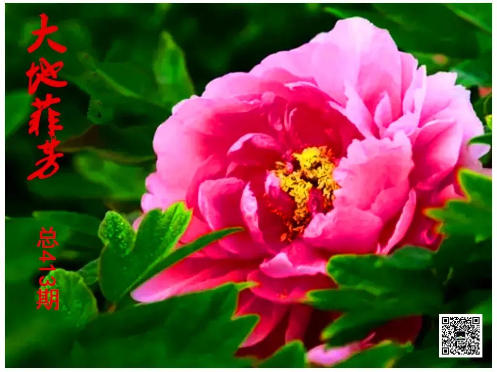 水调歌头湖心亭看雪,水调歌头荷花