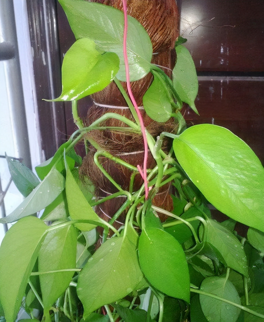 绿萝叶片肥厚如手掌怎么养,绿萝怎么养枝条长叶片短