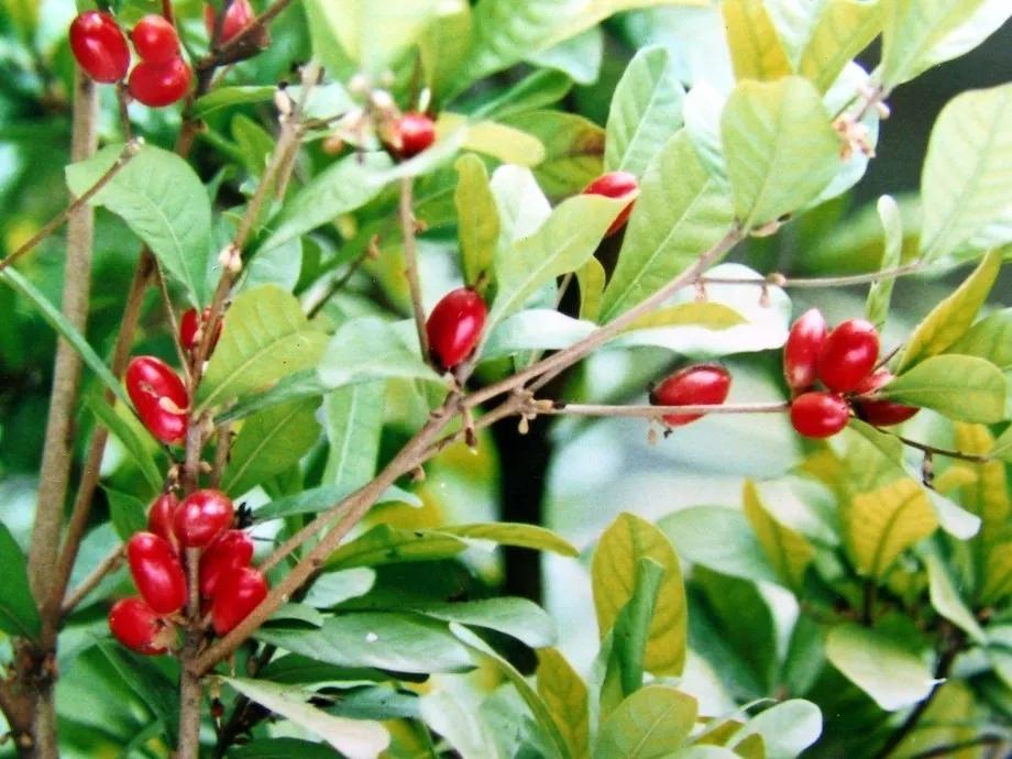 海南热带水果都有哪些,人心果是一种典型的热带水果