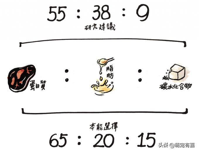 猫咪每天吃多少猫粮公式,辟谣猫咪食物