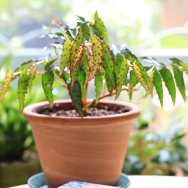 适合阳光暴晒的观叶绿植,适合室内养的高端观叶绿植