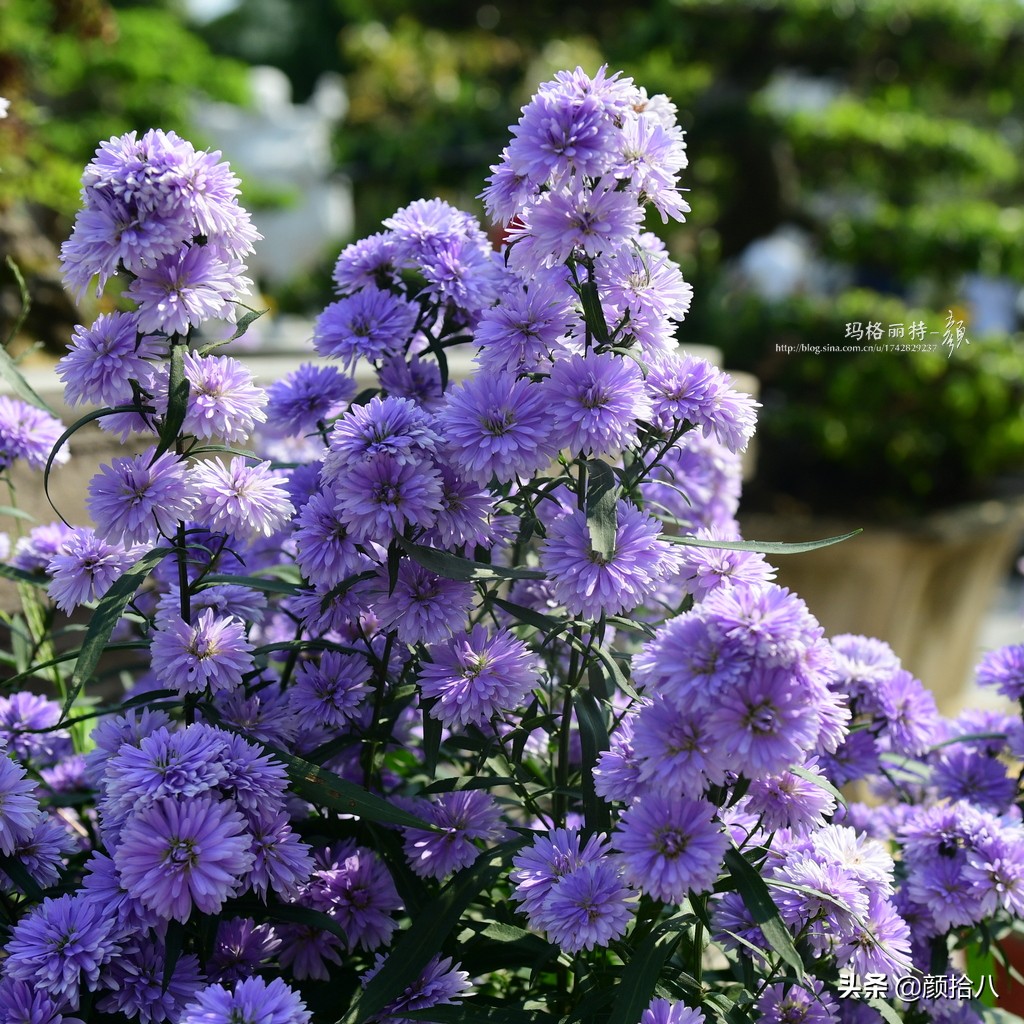扶不起的绿植,扶不起的绿植视频