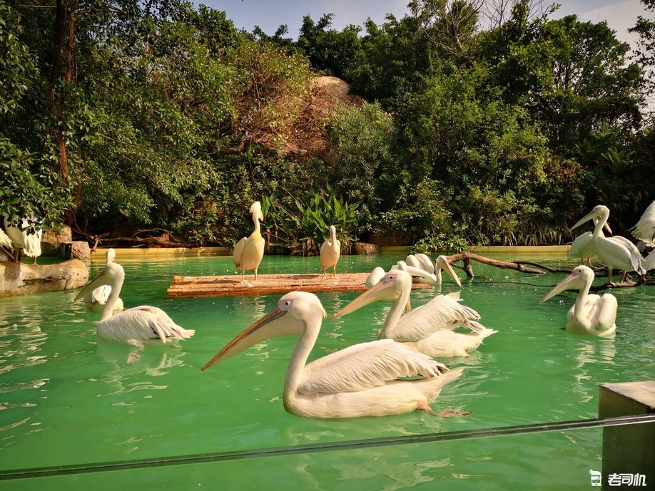 珠海长隆海洋王国攻略2天亲子游,珠海长隆海洋王国亲子游北极熊