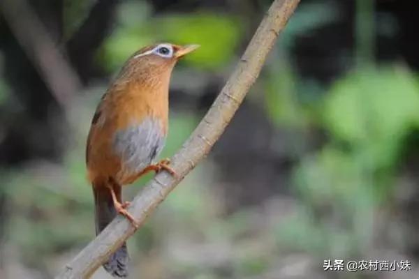 画眉鸟的生活习性分布区域,野生画眉鸟繁殖生活习性初探
