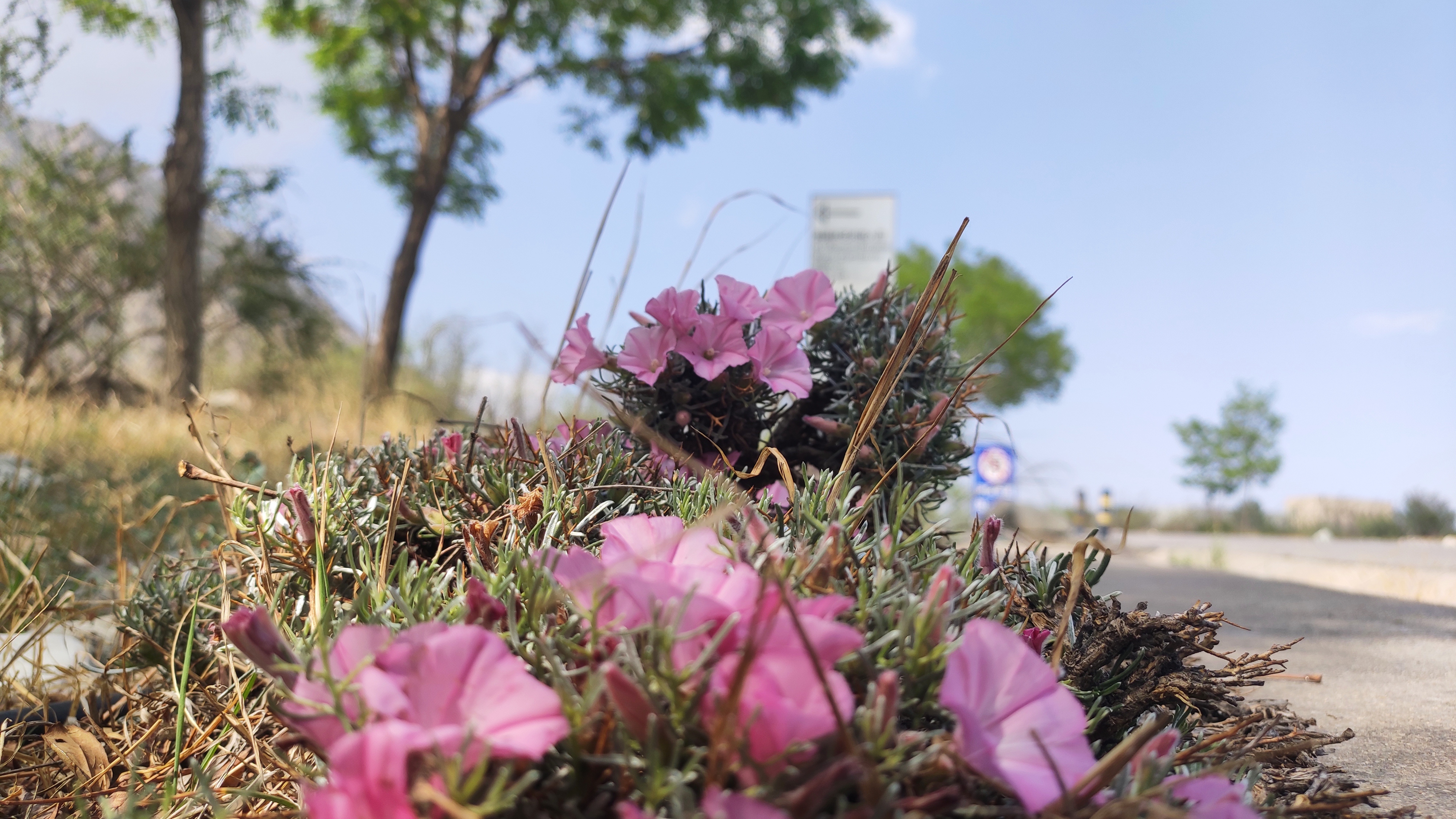 搓面下肚就发车,韩美林艺术馆里摆POSE,贺兰山边看睡佛