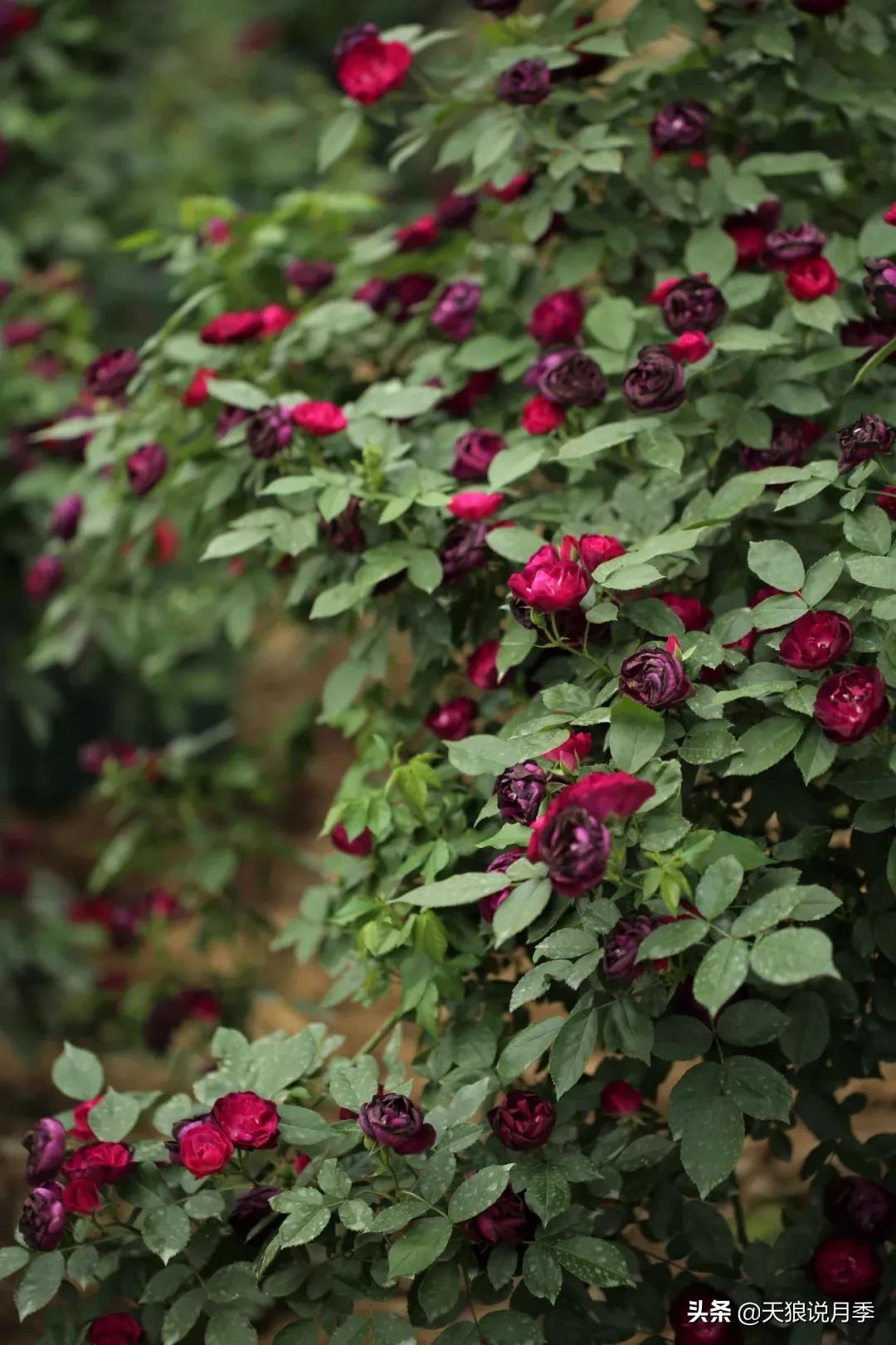 又一个十年,国产自育品种